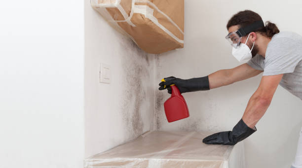 Professional Black Mold Remediation technician working in Franklinton, NC
