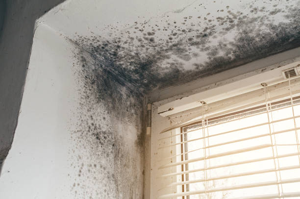 Affordable Black Mold Remediation solutions in Franklinton, NC