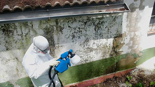 Top rated local Black Mold Remediation specialists in Franklinton, NC